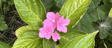 Een bloemetje van hoop: mijn hortensia leeft nog