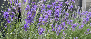 Lavendel in de voortuin: van uitzaaiers tot zomerse kleurenpracht