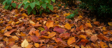 Nazomer in de tuin: zo plannen wij onze septemberklusjes