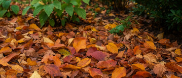 Herfst tuin onderhoud: praktische tips voor een gezonde en winterklare tuin