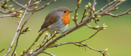 Vogels in de tuin – de stilte van de zomer en de voorbereiding op de herfst
