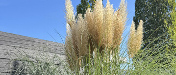 Nog even laten staan: siergrassen zijn in de herfst op hun mooist