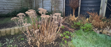 Januari in de tuin: genieten van rust en kleine dingen