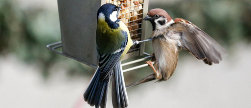 Vogels in de winter helpen: simpele tips