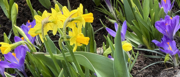 Budgetvriendelijke voorjaarsborder: makkelijke keuzes voor elk jaar