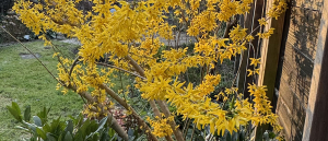Forsythia en bloesem in de tuin in april
