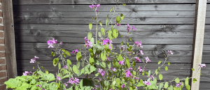 Hoe laat je een tweejarige plant al in het eerste jaar bloeien?