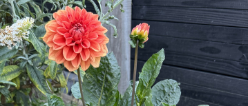 Dahlia’s in potten: een kleurrijke en georganiseerde ontvangst bij de voordeur