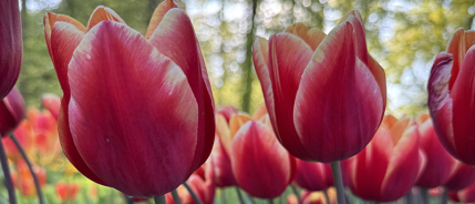 Tulpenbollen rooien als een pro: zo kweek je ze zelf op