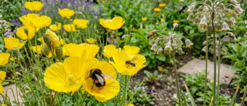 Een zoemend paradijs: hoe je met minimale moeite bijen en hommels helpt