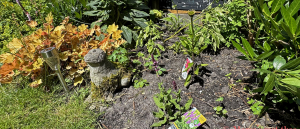 Stap voor stap naar een kleurrijke cottage garden in de volle zon