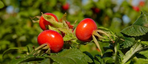 Rozenbottels, vol vitamine C en goed bij artrose