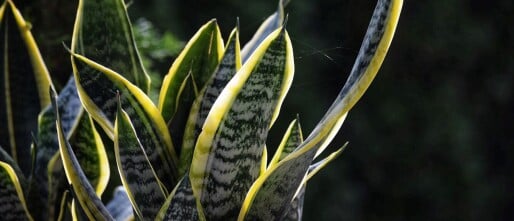 Verbeter de Luchtkwaliteit in Huis met Planten tijdens de Koude Maanden