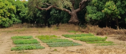 Geweldige donatie maakt aanleg duurzame moestuin mogelijk