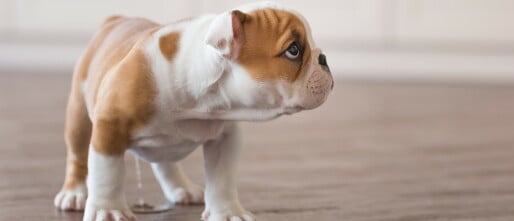 Puppy Zindelijk maken