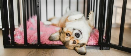 Benchtraining Puppy en het nut van de bench