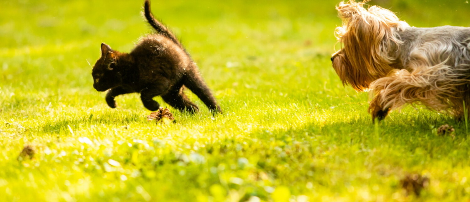 Waarom rennen honden achter katten aan? puppyOpvoeden.nl