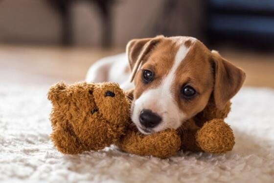 Eerste dag en nacht pup in huis - Zo overleef je de eerste dagen