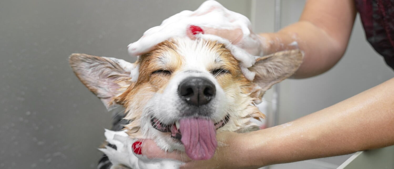 Hond En Puppy Wassen, Zo Doe Je Het Op De Juiste Manier. PuppyOpvoeden.nl