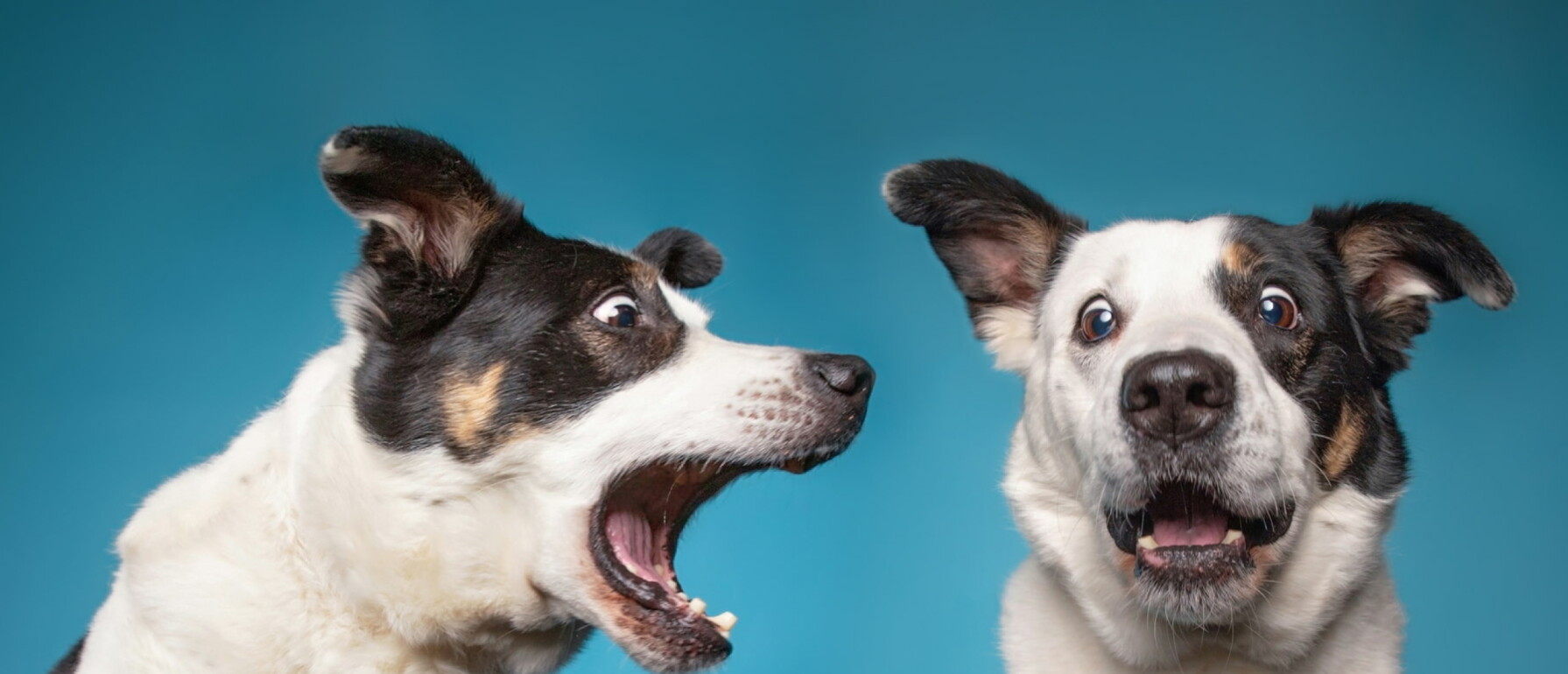 Honde Blaffen Afleren - Hoe en Waarom - PuppyOpvoeden.nl