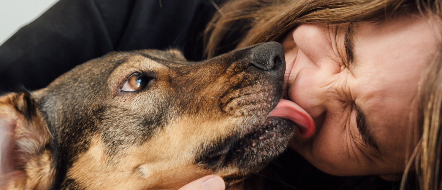 Waarom likt mijn hond mij? Het liefst in mijn mond? PuppyOpvoeden.nl