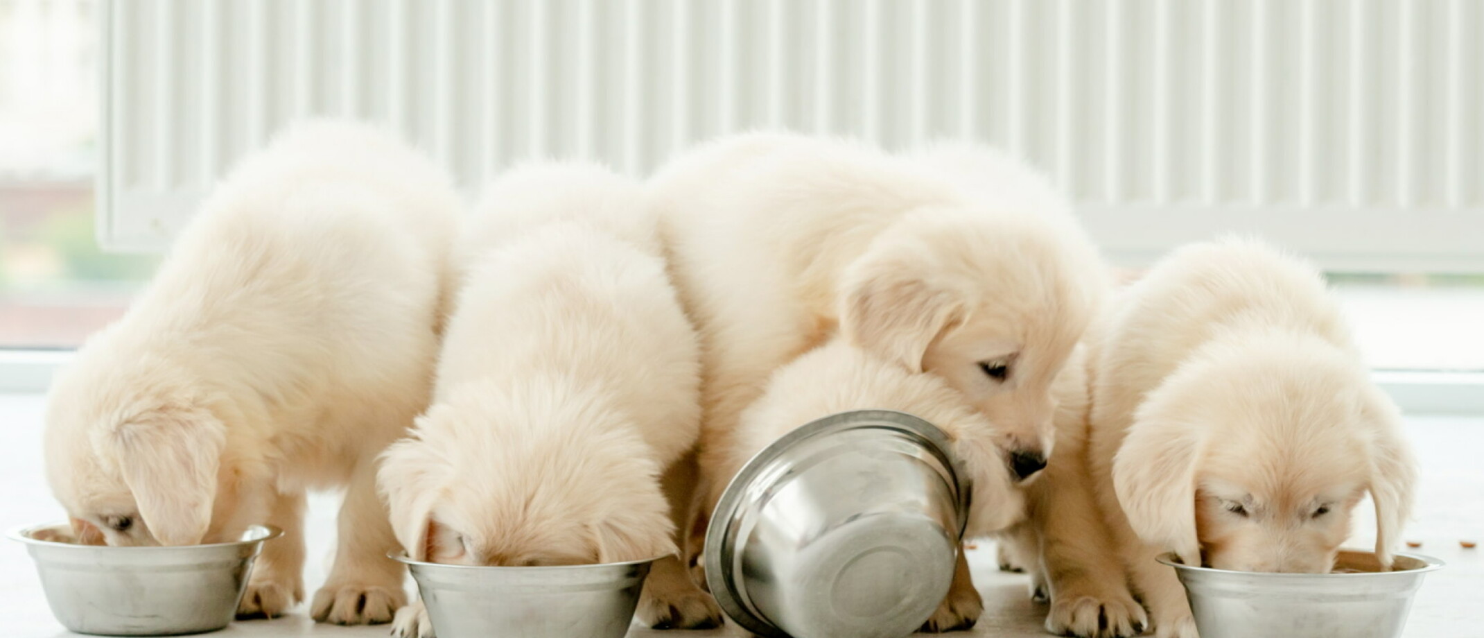 Welk hondenvoer voor je puppy? Hier moet je allemaal op
