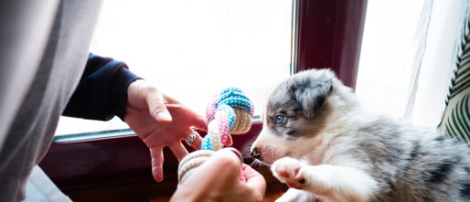 Spelen met je hond: de leukste hondenspelletjes