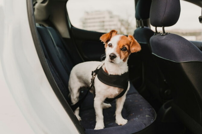 Hond in de auto vervoeren? Dit is de beste manier! PuppyOpvoeden.nl