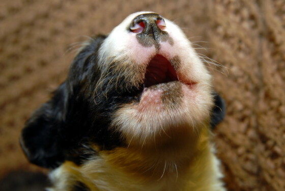 Eerste dag en nacht pup in huis - Zo overleef je de eerste dagen