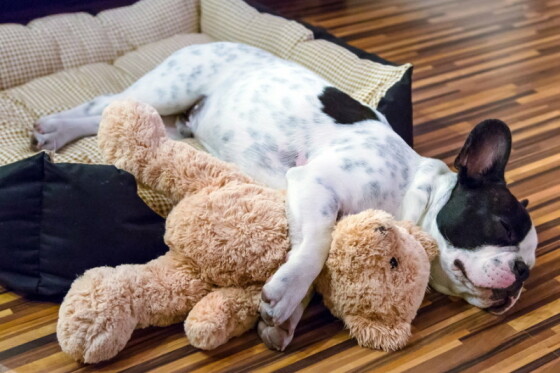 Eerste dag en nacht pup in huis - Zo overleef je de eerste dagen