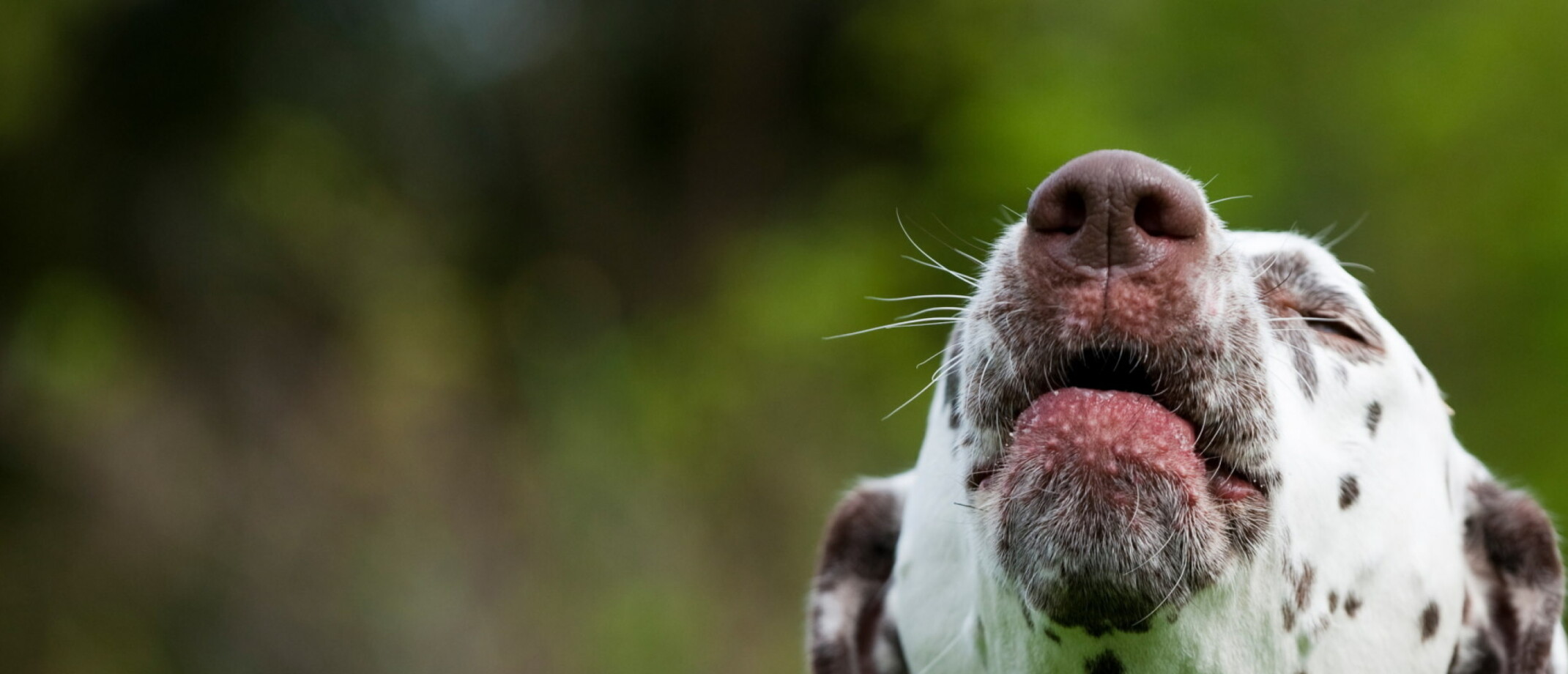 Honde Blaffen Afleren Hoe en Waarom PuppyOpvoeden.nl