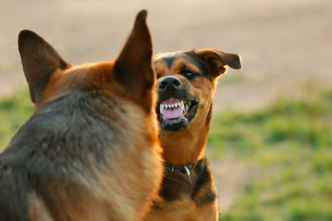 Hond Gromt: Zo Reageer Je Hier Goed Op En Ontwikkel Je Geen 