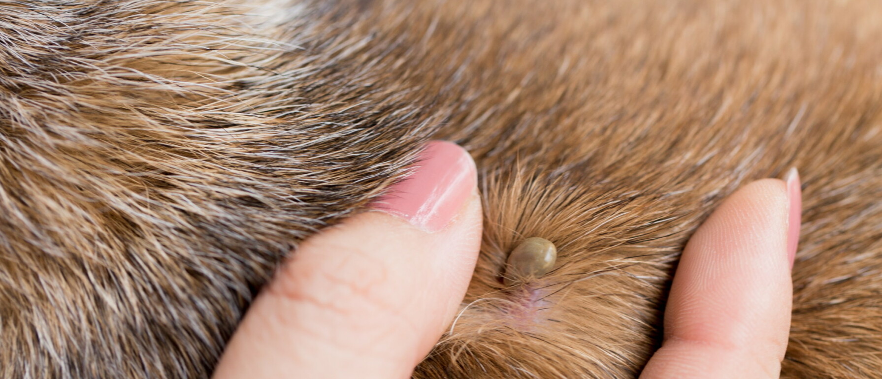 Vlooien Bij Hond Herkennen En Bestrijden Doe Je Zo Puppyopvoeden Nl