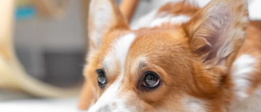 Puppy alleen leren zijn en Verlatingsangst voorkomen of oplossen