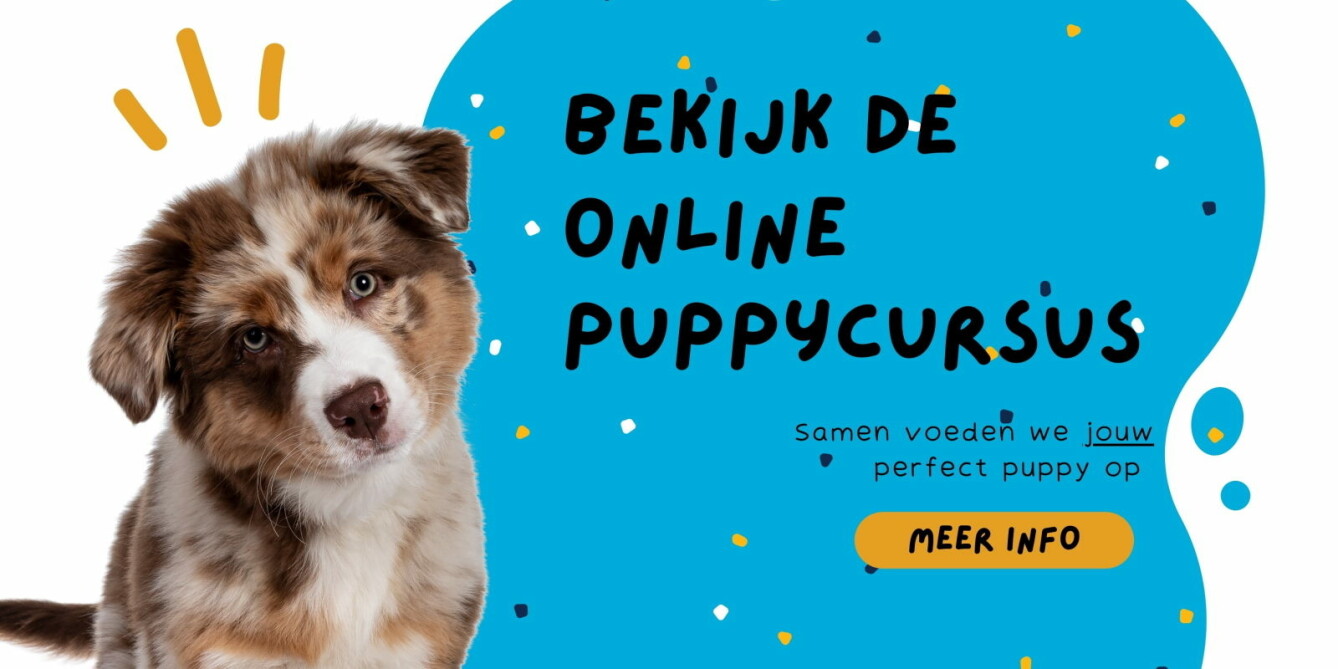 Hond aan de lijn leren lopen doe je zo. PuppyOpvoeden.nl