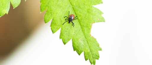 RIVM: diagnoses Lyme voor het eerst niet toegenomen