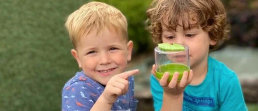 Thema insecten