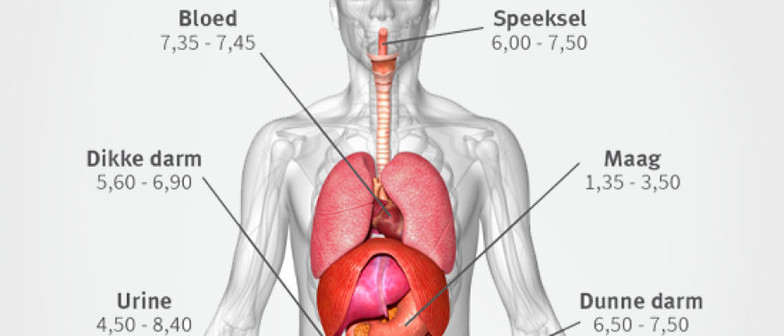 pH-balans in het lichaam