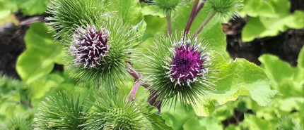 Psoriasis en Burdock