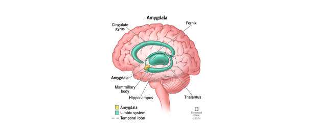 Amygdala