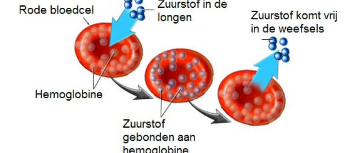 Schade aan de rode bloedcellen