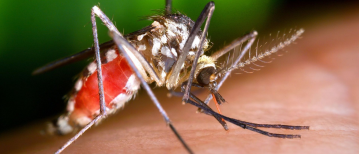 Malaria en immuniteit