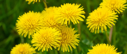 Paardenbloemwortel en Kanker