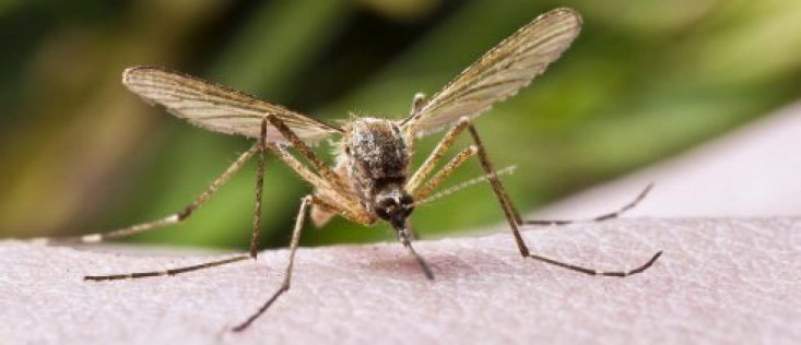 De Fysiologie van Malaria