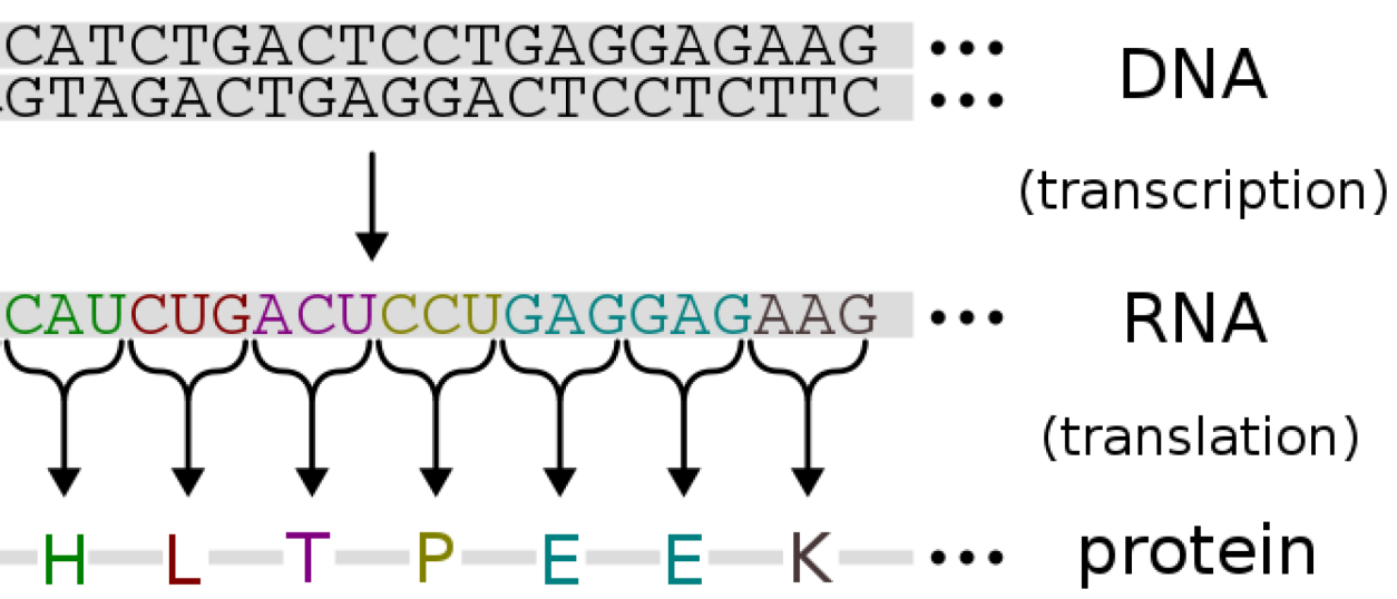 mRNA