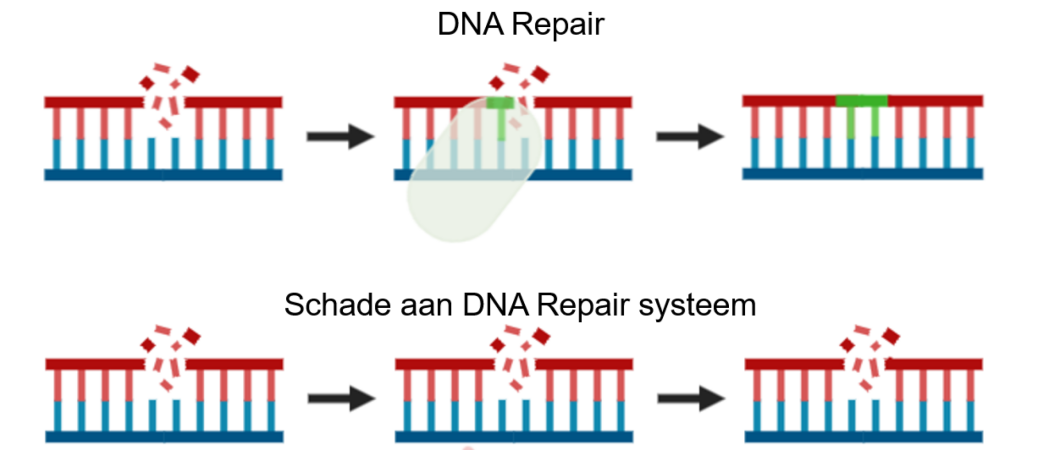 DNA-Herstel