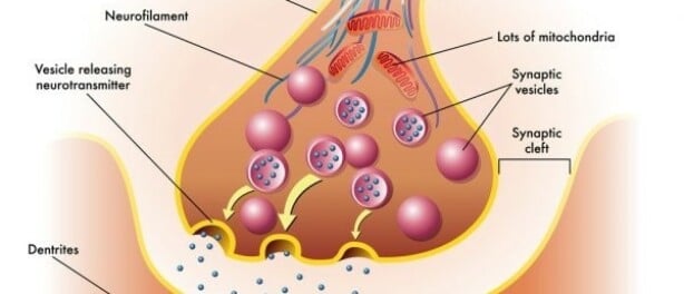 Neurobiologie van emotioneel trauma