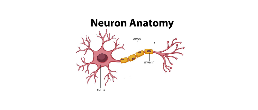 Neuronen