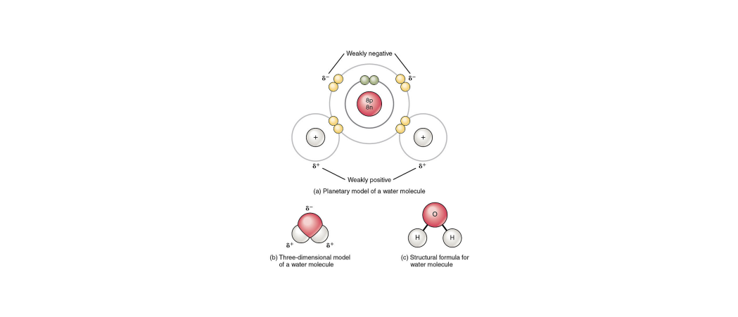 Moleculen