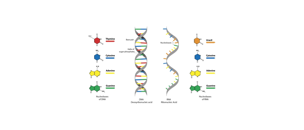 DNA